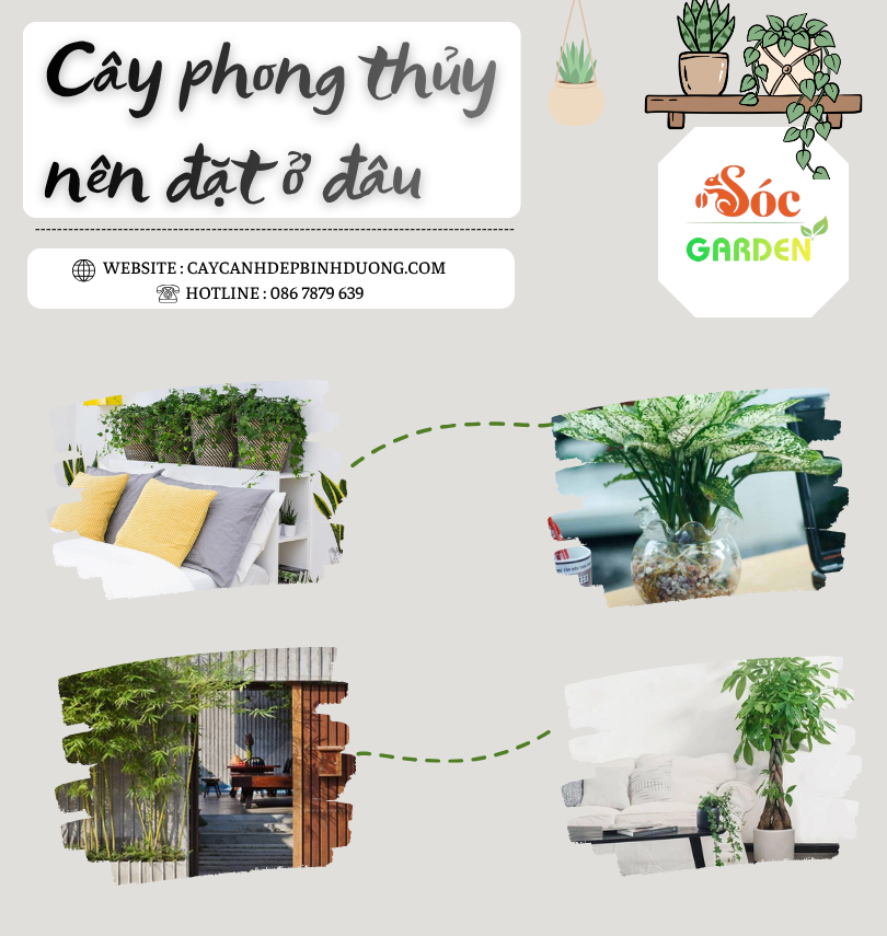 Cây phong thuỷ nên đặt ở đâu 