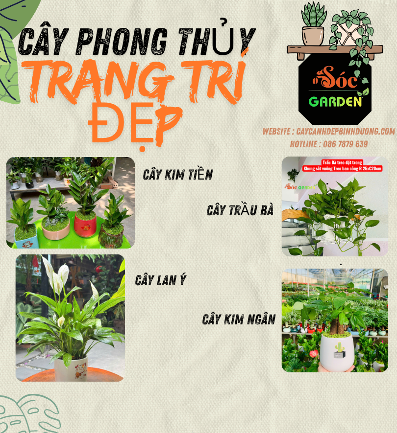 Cây phong thủy trang trí đẹp