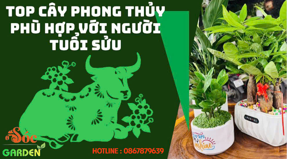 Top những cây phong thuỷ hợp người tuổi Sửu