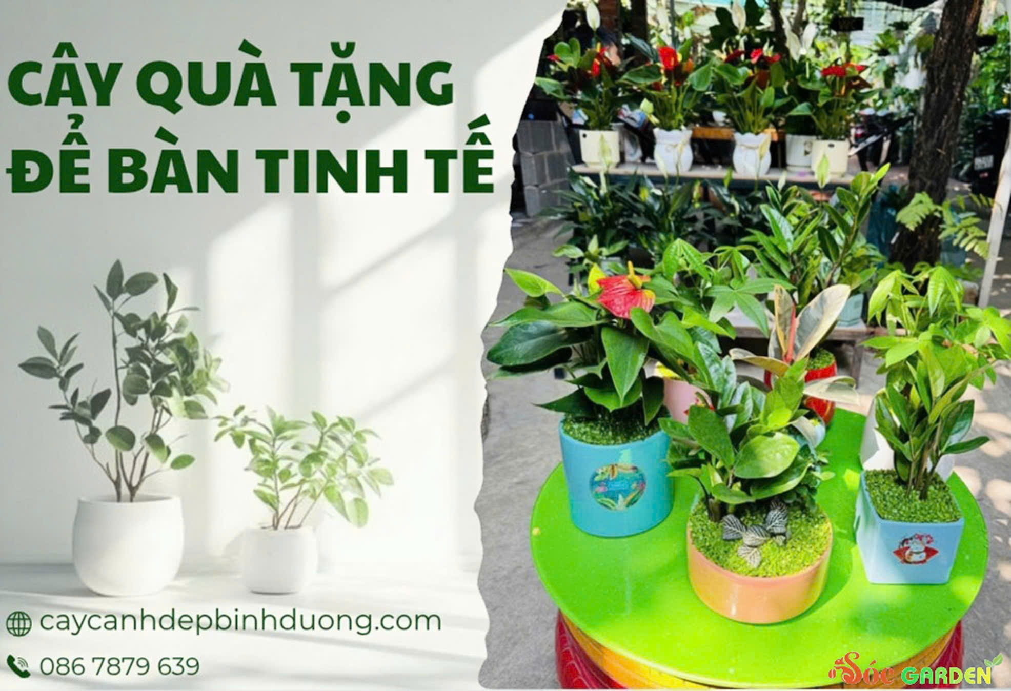 Cây quà tặng để bàn tinh tế