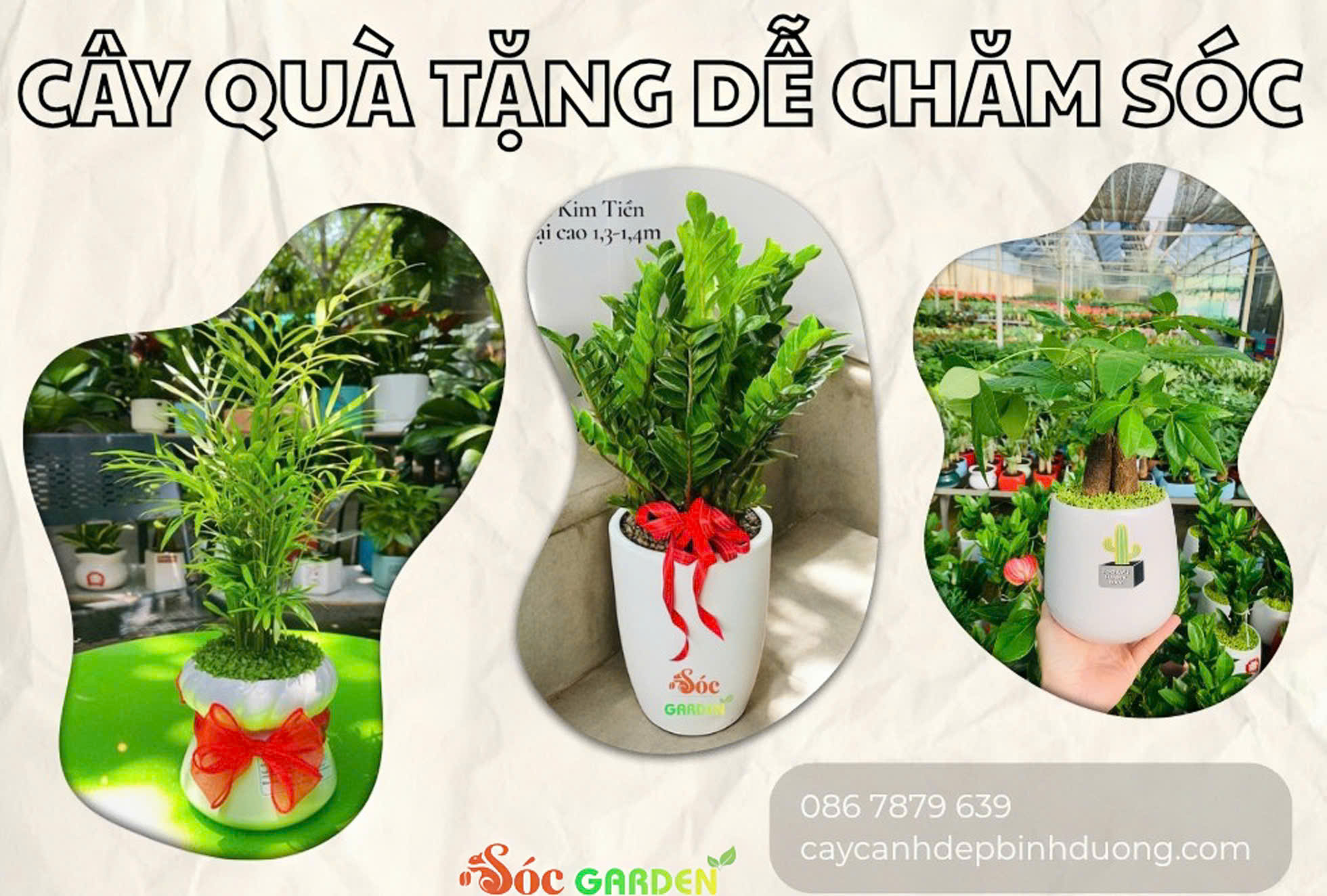 Cây quà tặng dễ chăm sóc