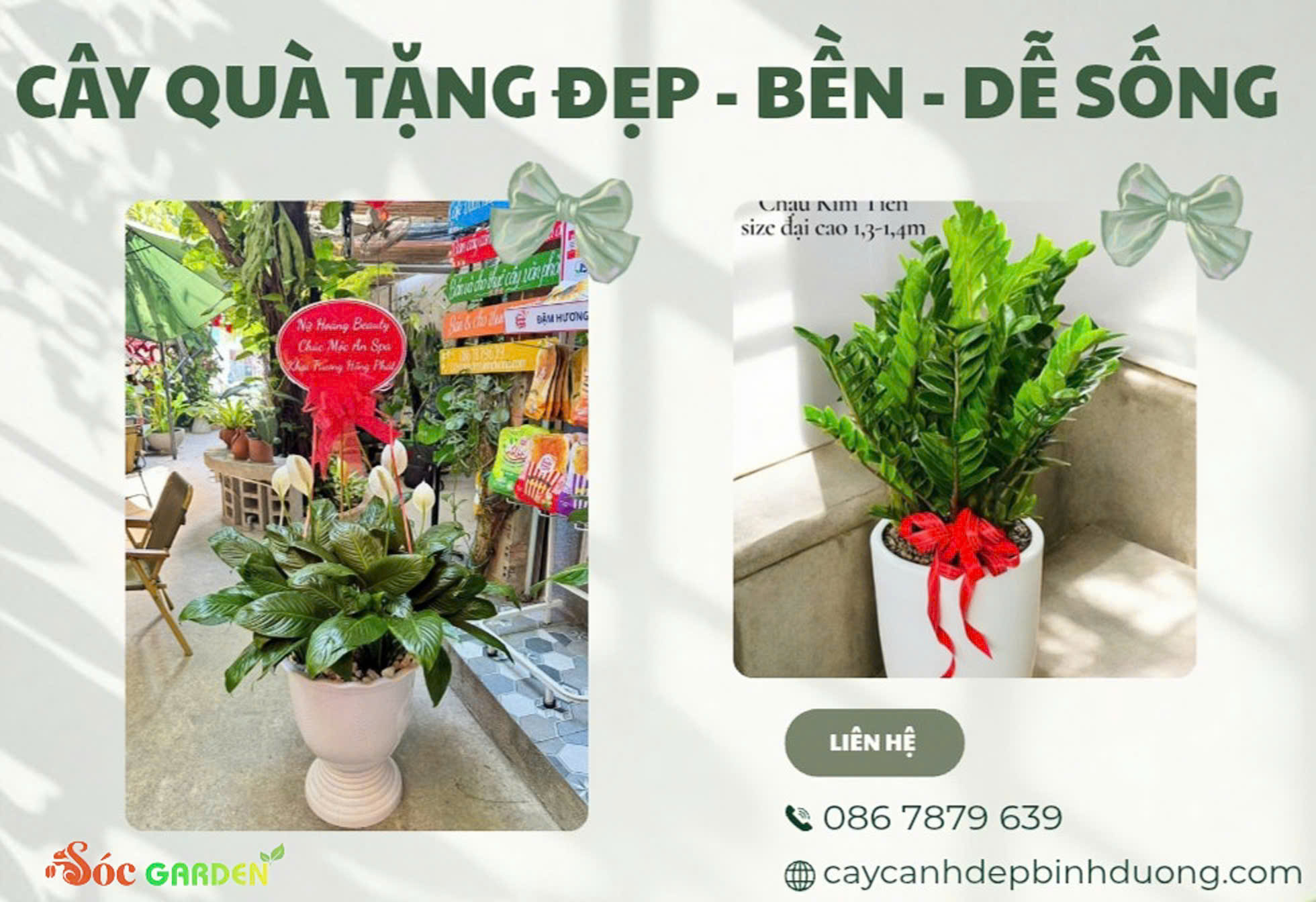 Cây quà tặng đẹp – bền – dễ sống