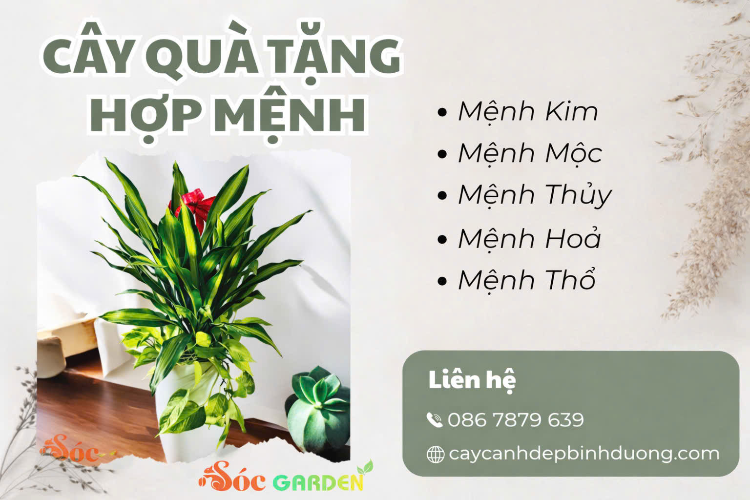 Cây quà tặng hợp mệnh 