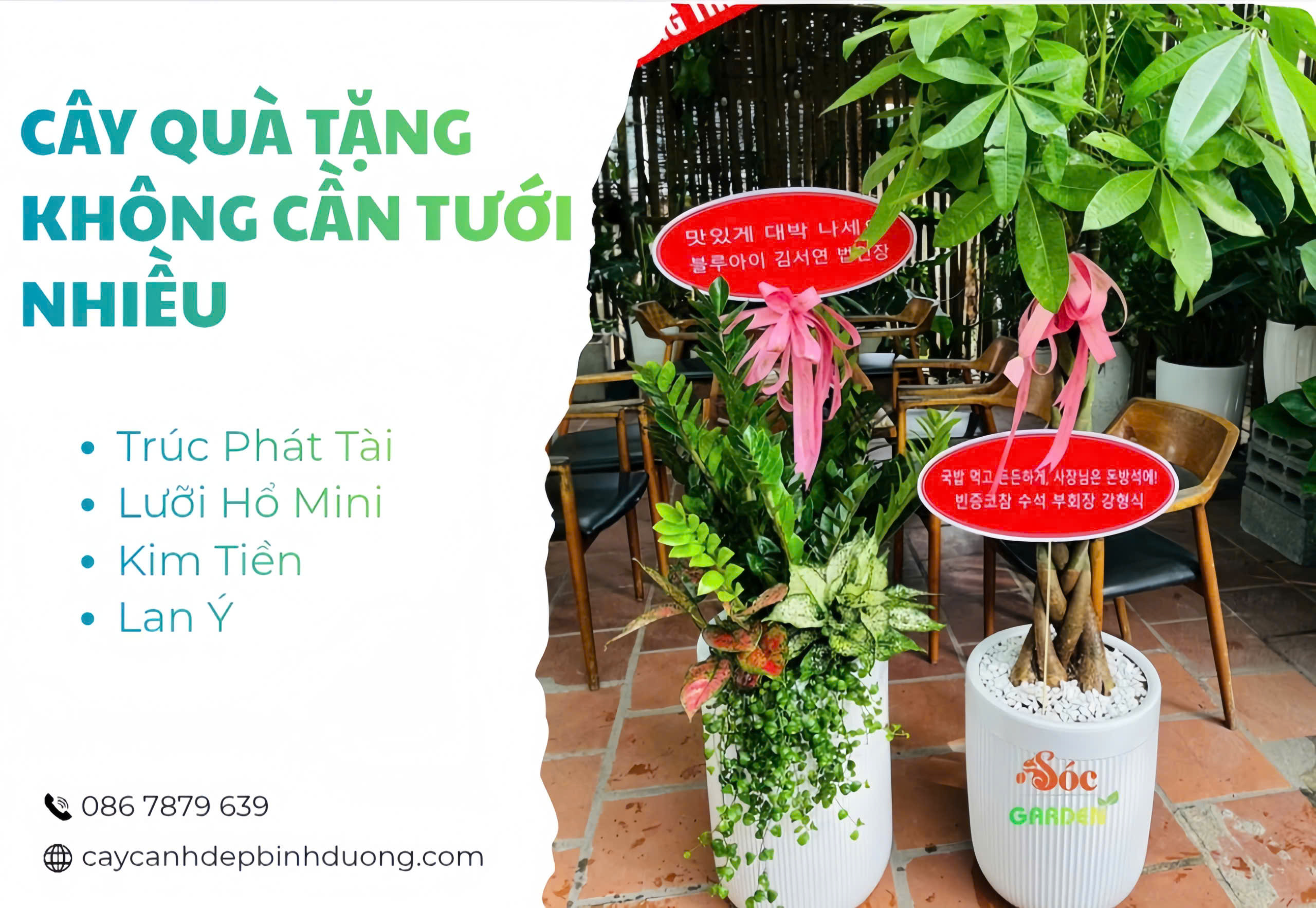 Cây quà tặng không cần tưới nhiều 