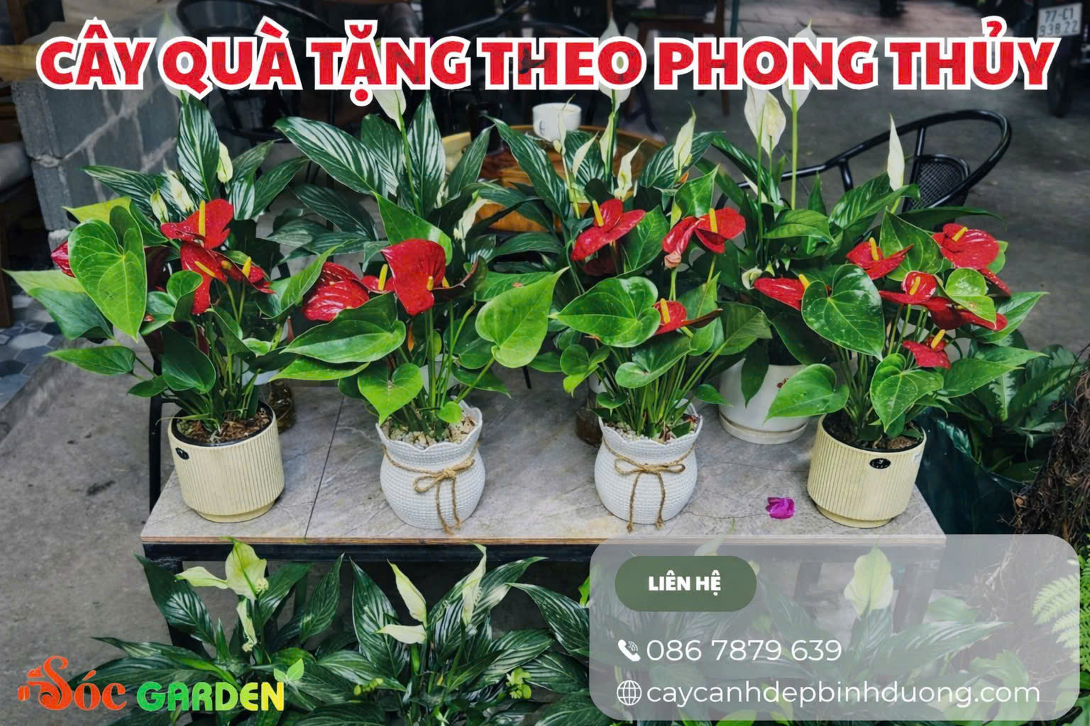 Cây quà tặng theo phong thủy