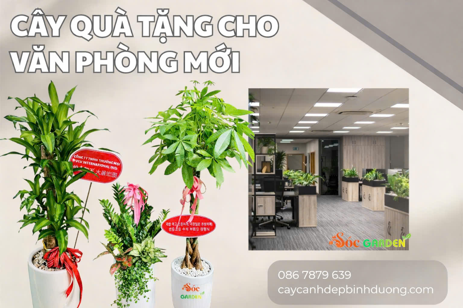 Cây quà tặng cho văn phòng mới 