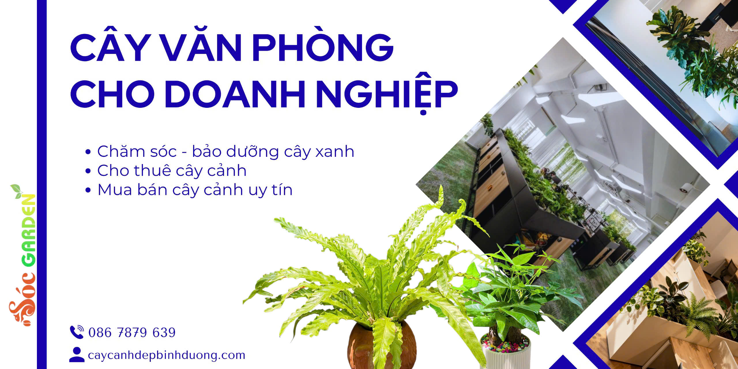 Cây văn phòng đẹp cho doanh nghiệp
