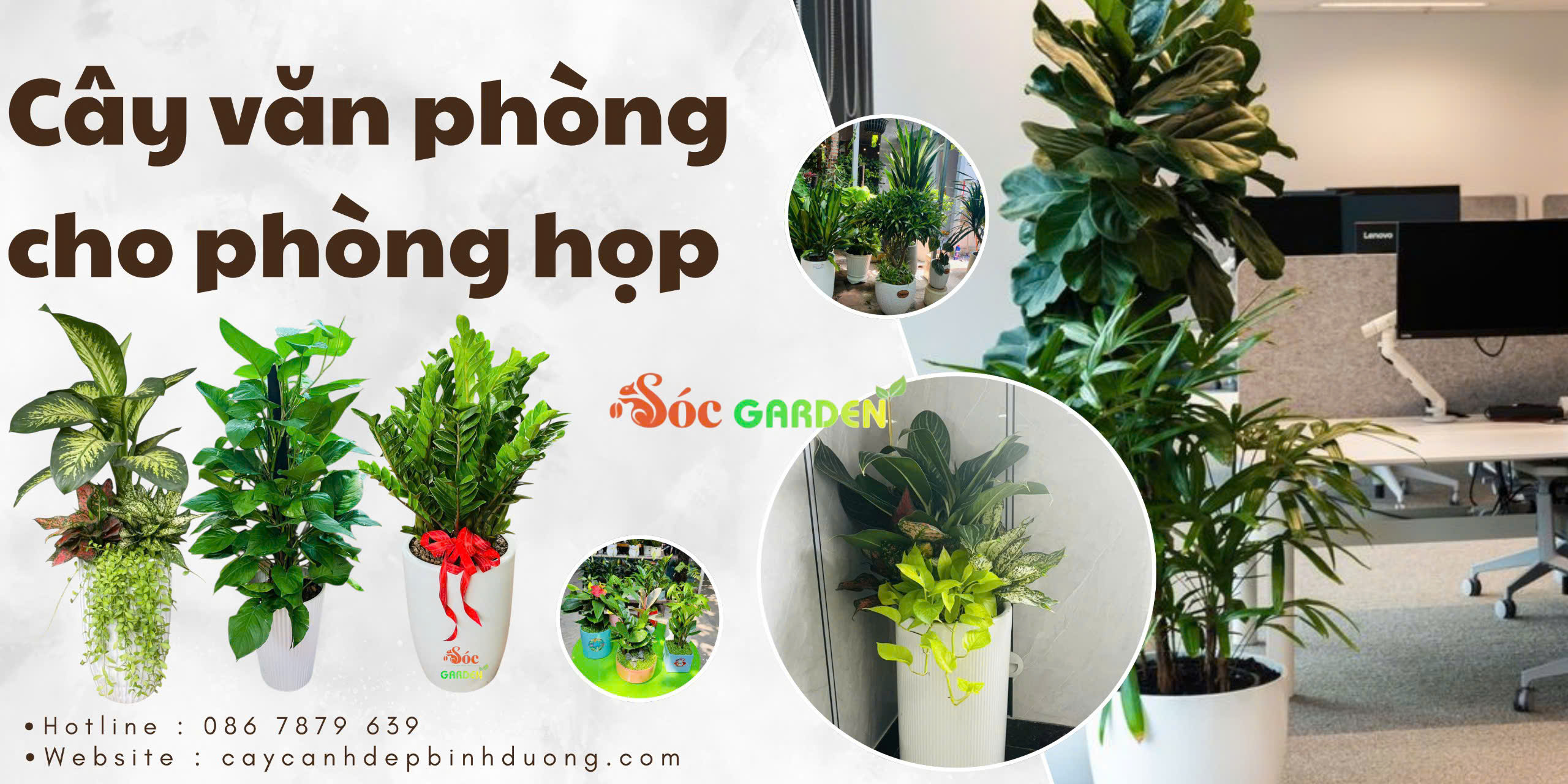 Cây văn phòng cho phòng họp 