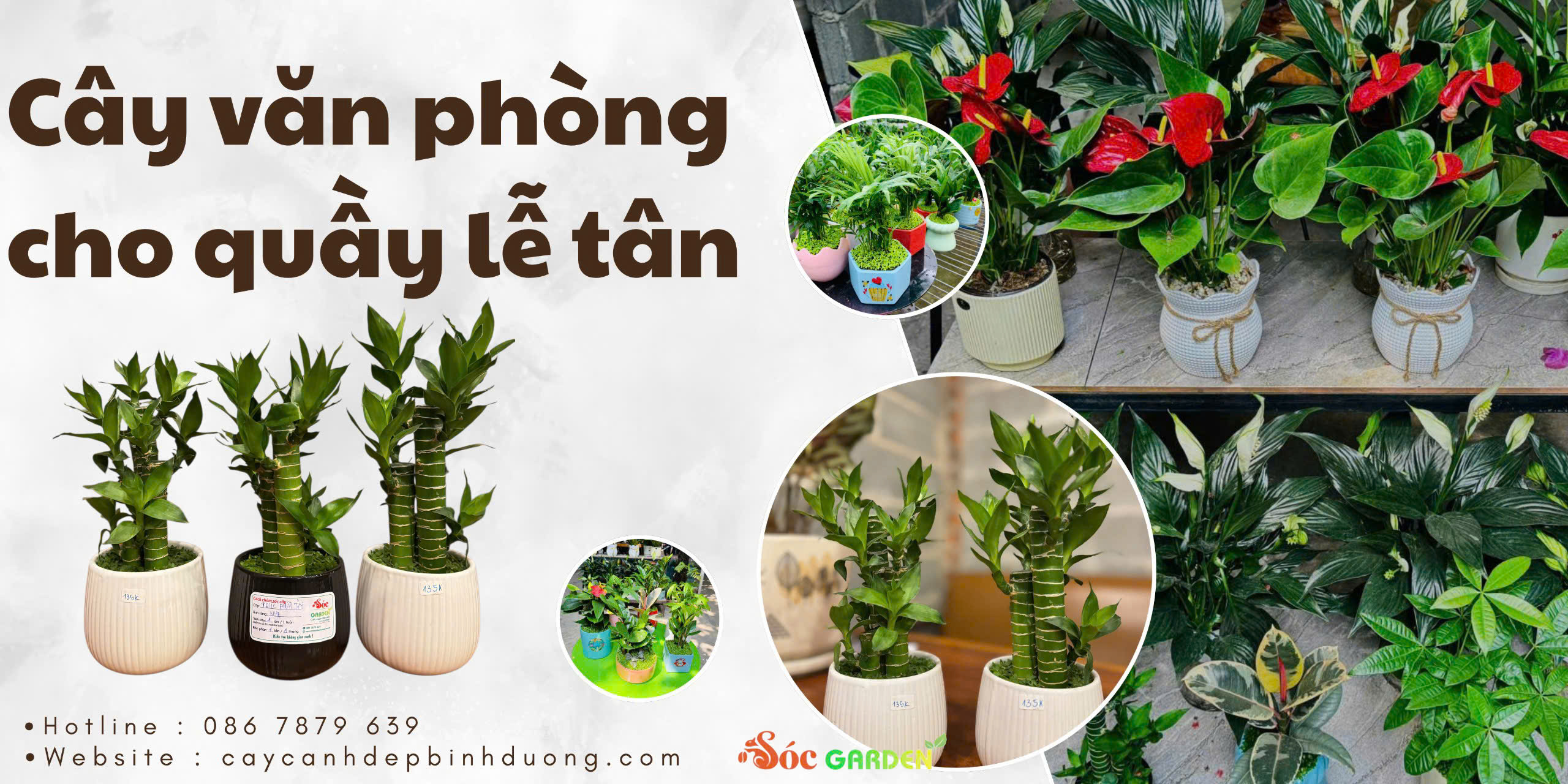 Cây văn phòng cho quầy lễ tân 
