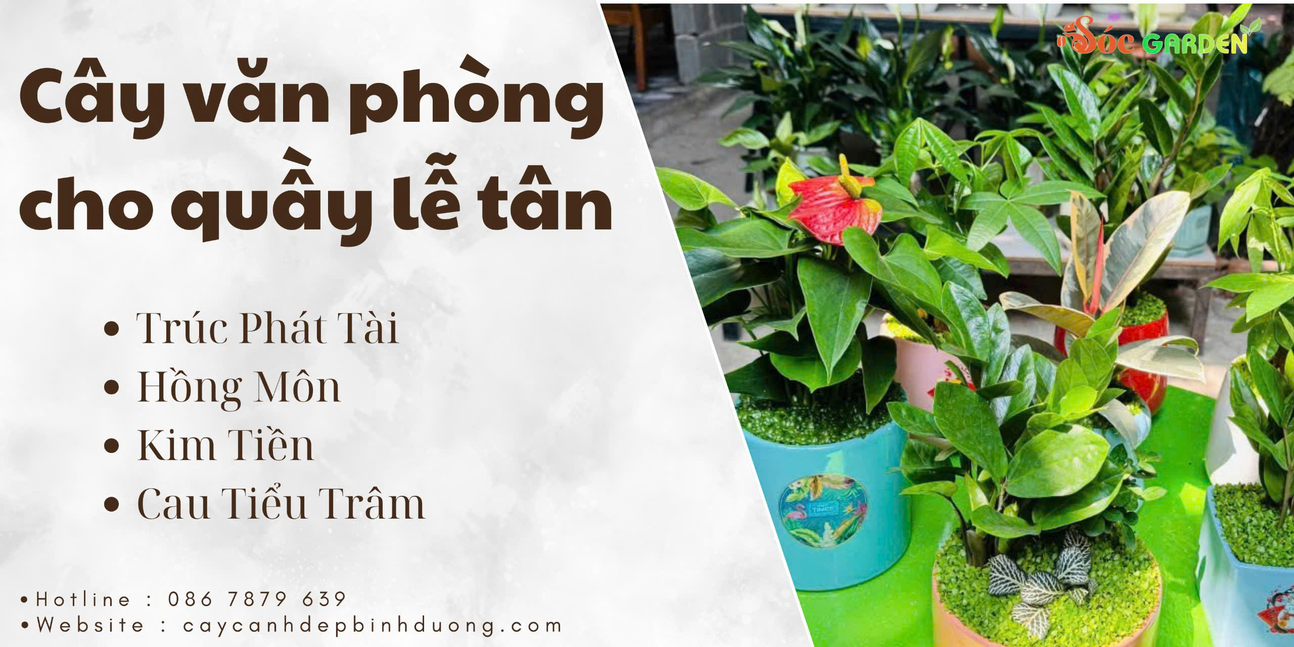 Cây văn phòng cho quầy lễ tân 