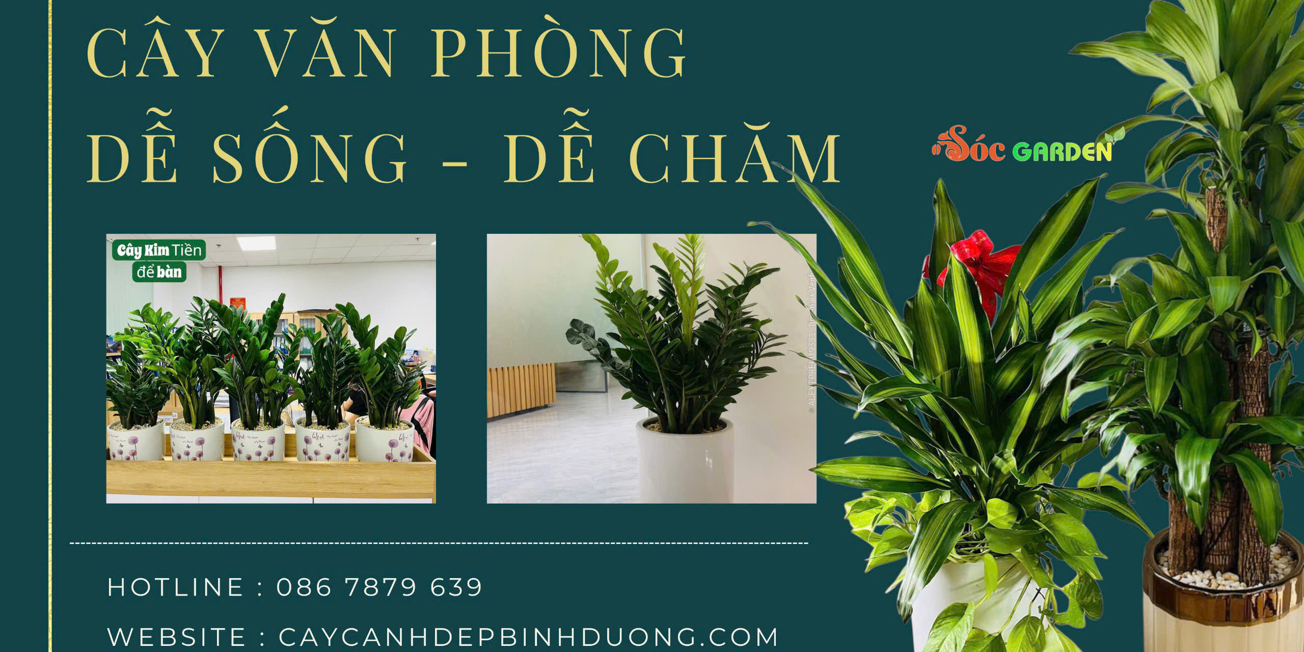 Cây văn phòng dễ sống - dễ chăm