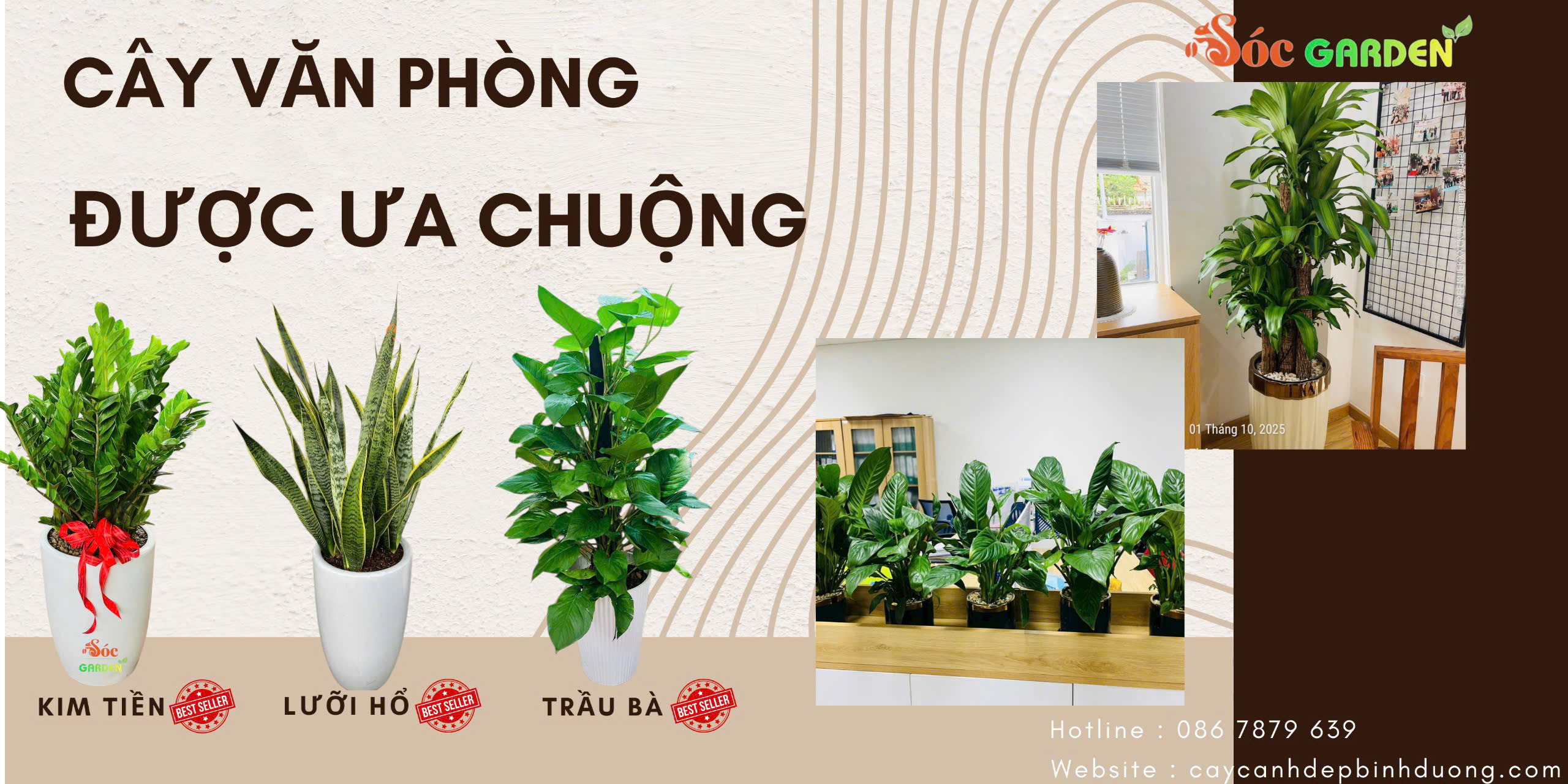 Cây Văn Phòng Được Ưa Chuộng