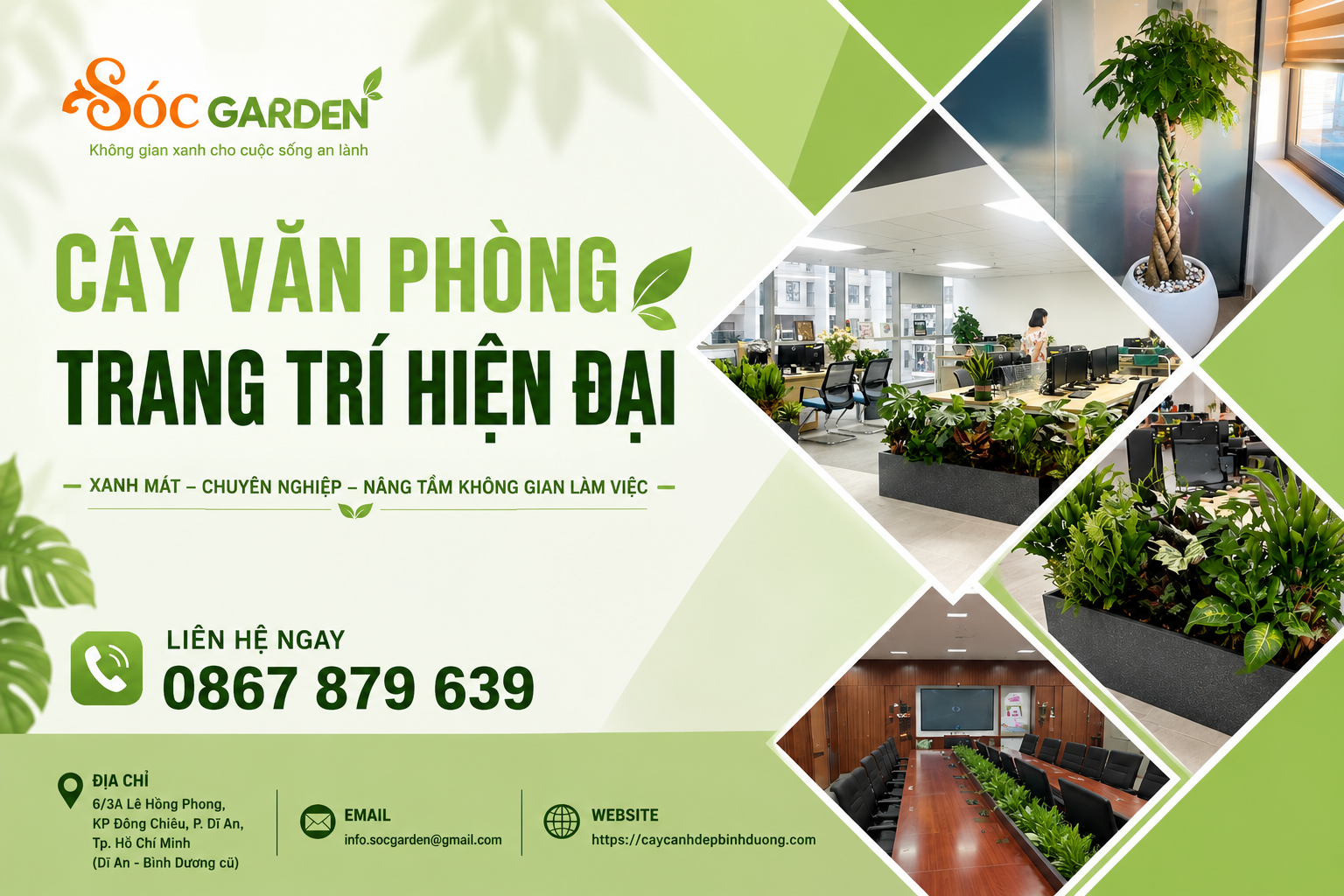 Cây văn phòng trang trí hiện đại