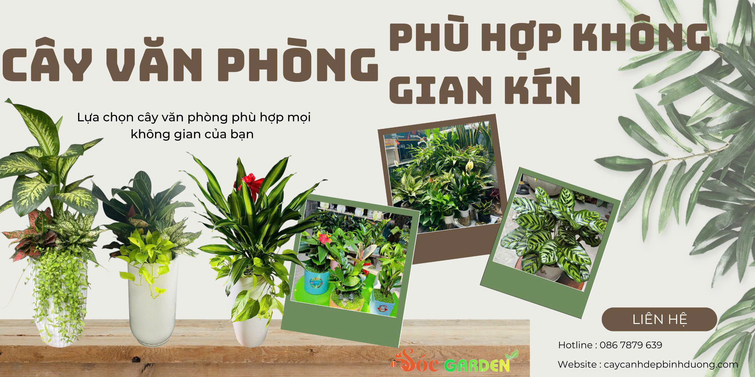 Cây Đẹp Làm Quà Tặng