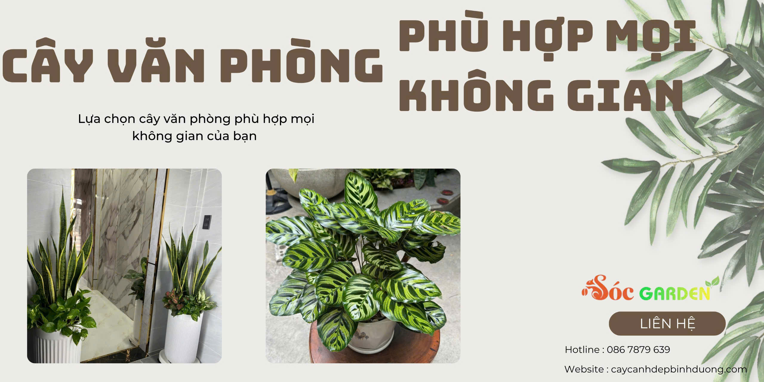 Cây văn phòng phù hợp mọi không gian