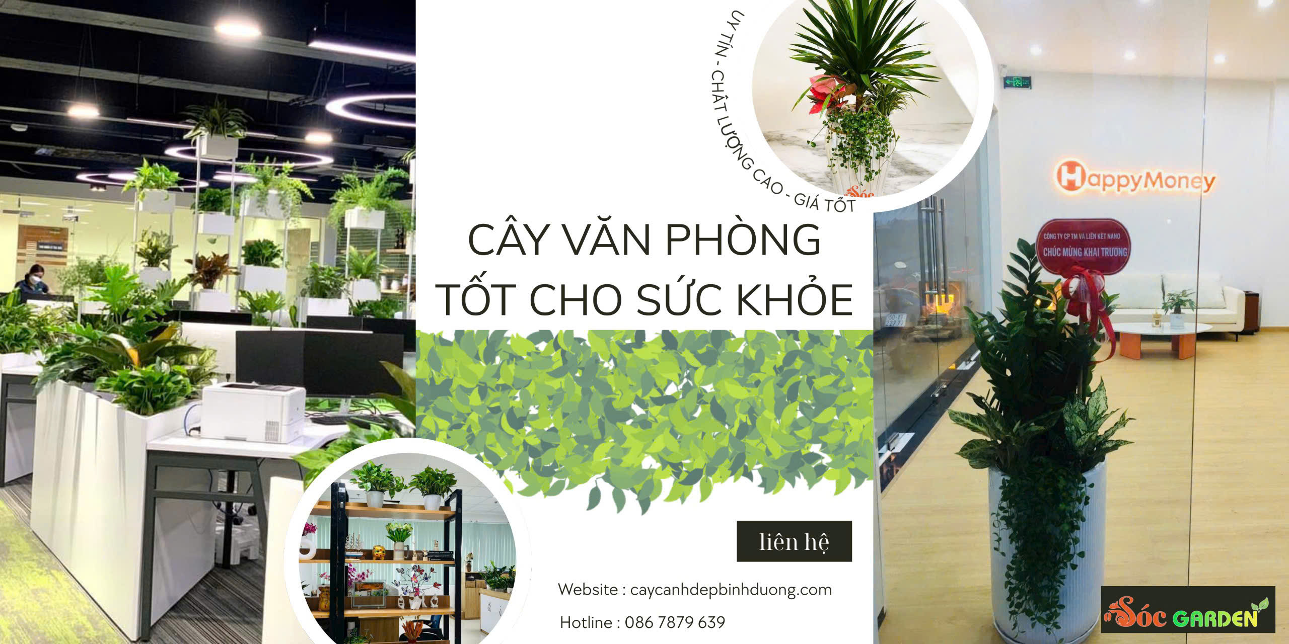 Cây văn phòng tốt cho sức khỏe