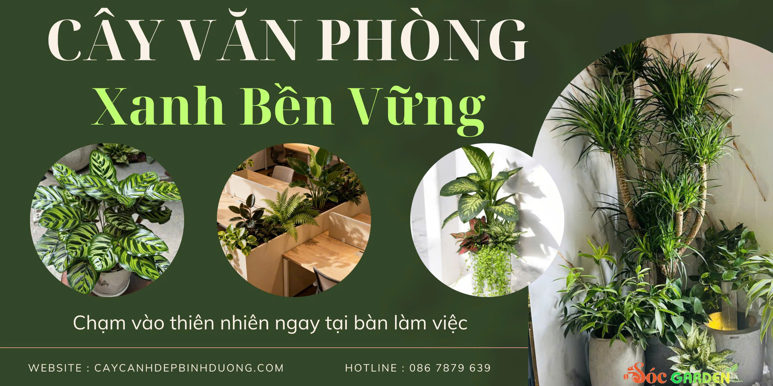 cây văn phònh xanh
