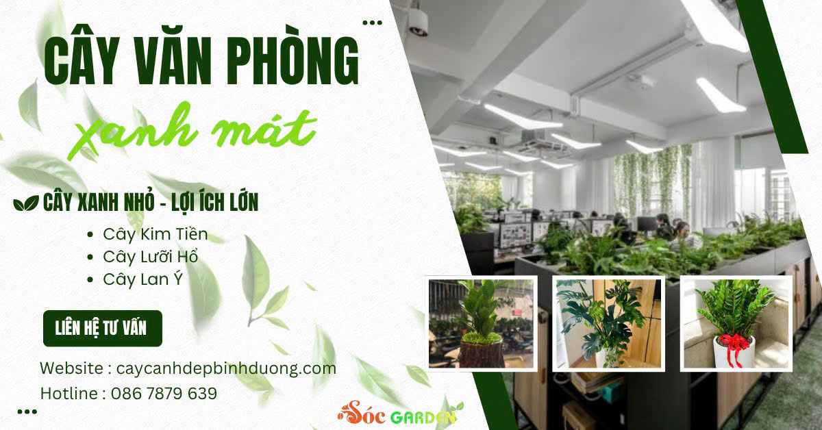 Sóc Garden chuyên cung cấp cây xanh văn phòng