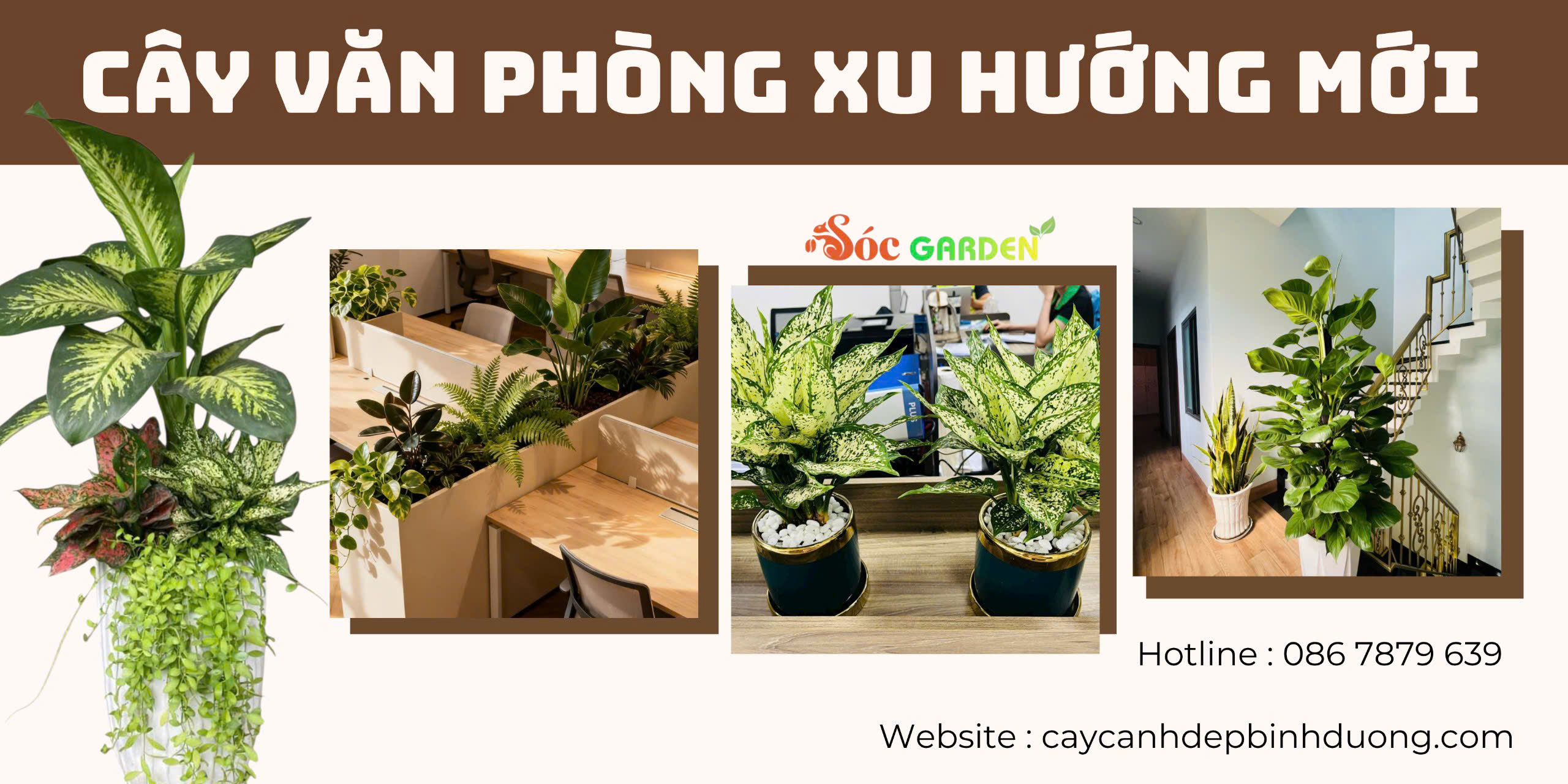 Cây văn phòng xu hướng mới