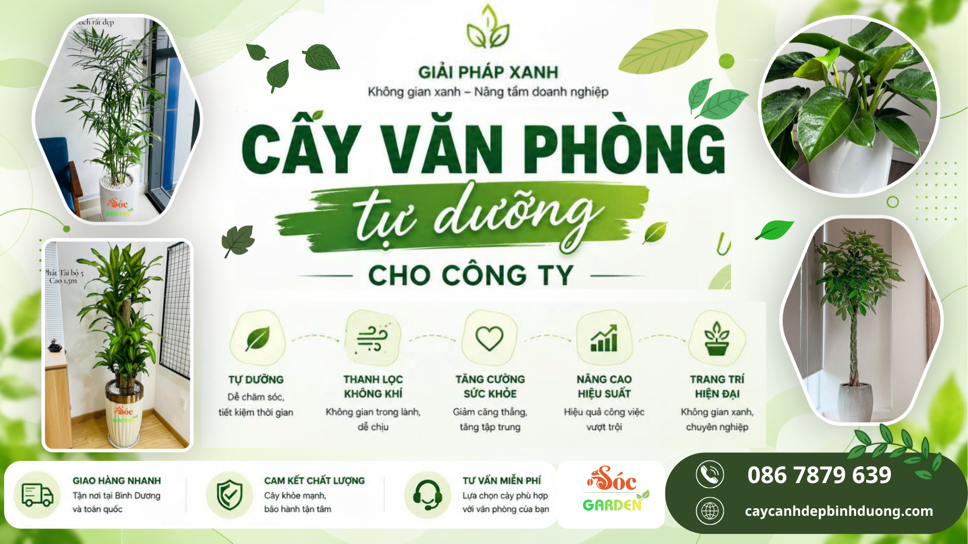 Cây văn phòng tự dưỡng cho công ty