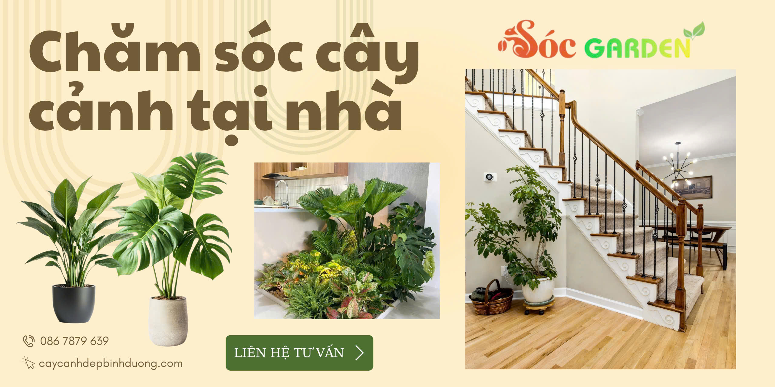Chăm Sóc Cây Xanh Tại Nhà