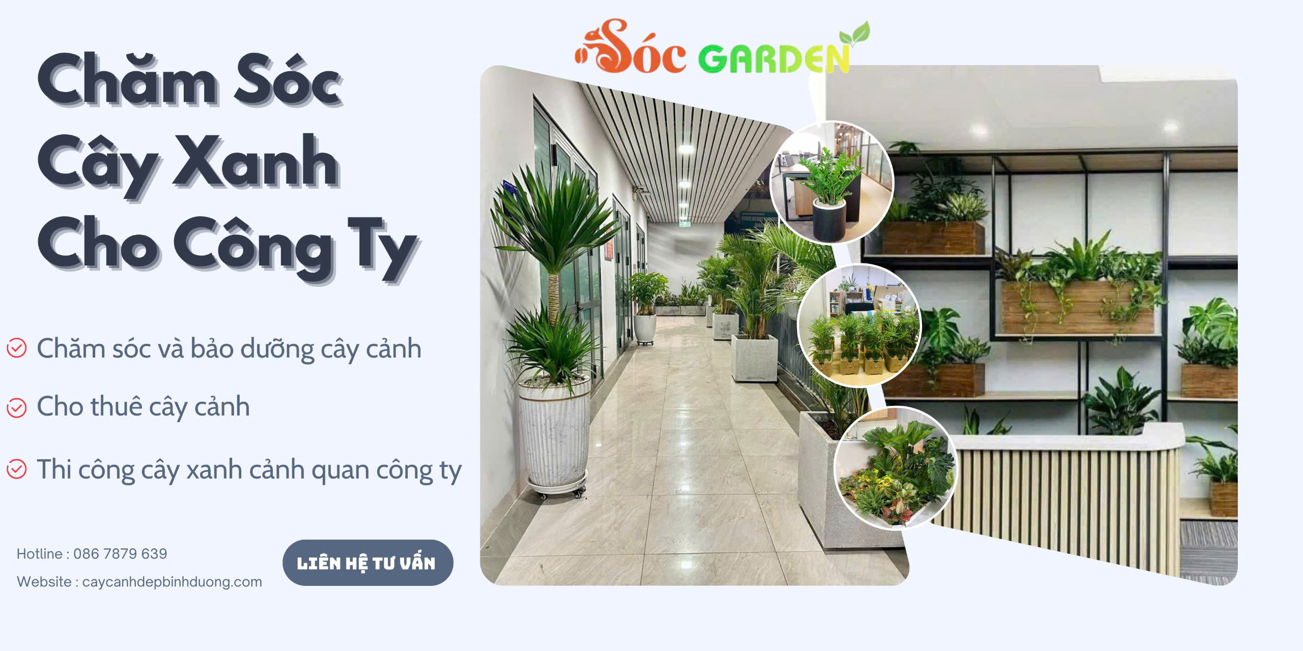 Chăm sóc cây xanh cho công ty