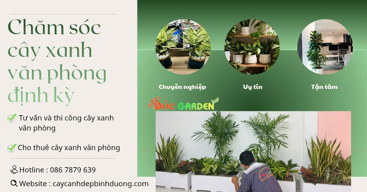 chăm sóc cây văn phòng định kỳ
