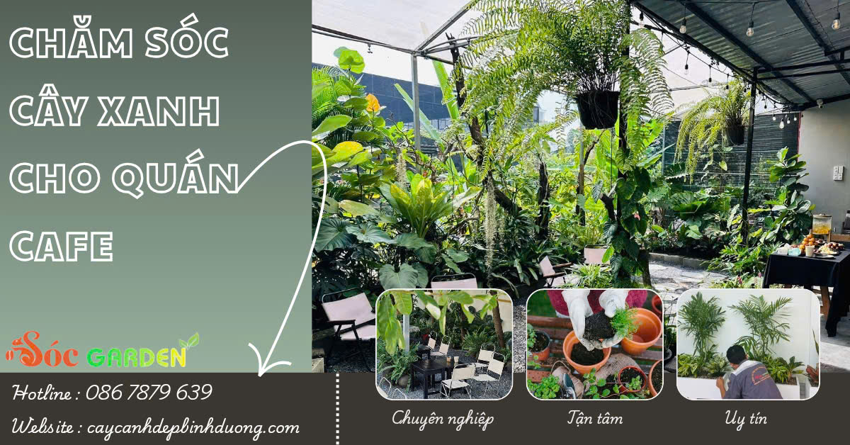 Chăm sóc cây xanh cho quán cafe