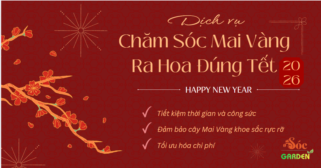 Chăm Sóc Mai Vàng Ra Hoa Đúng Tết 2026