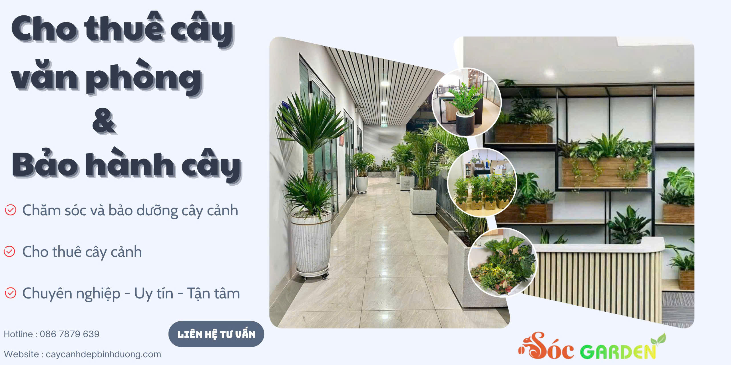 Cho thuê cây văn phòng bảo hành cây