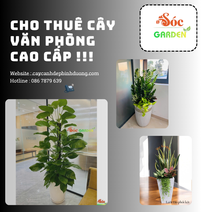 Cho thuê cây văn phòng cao cấp