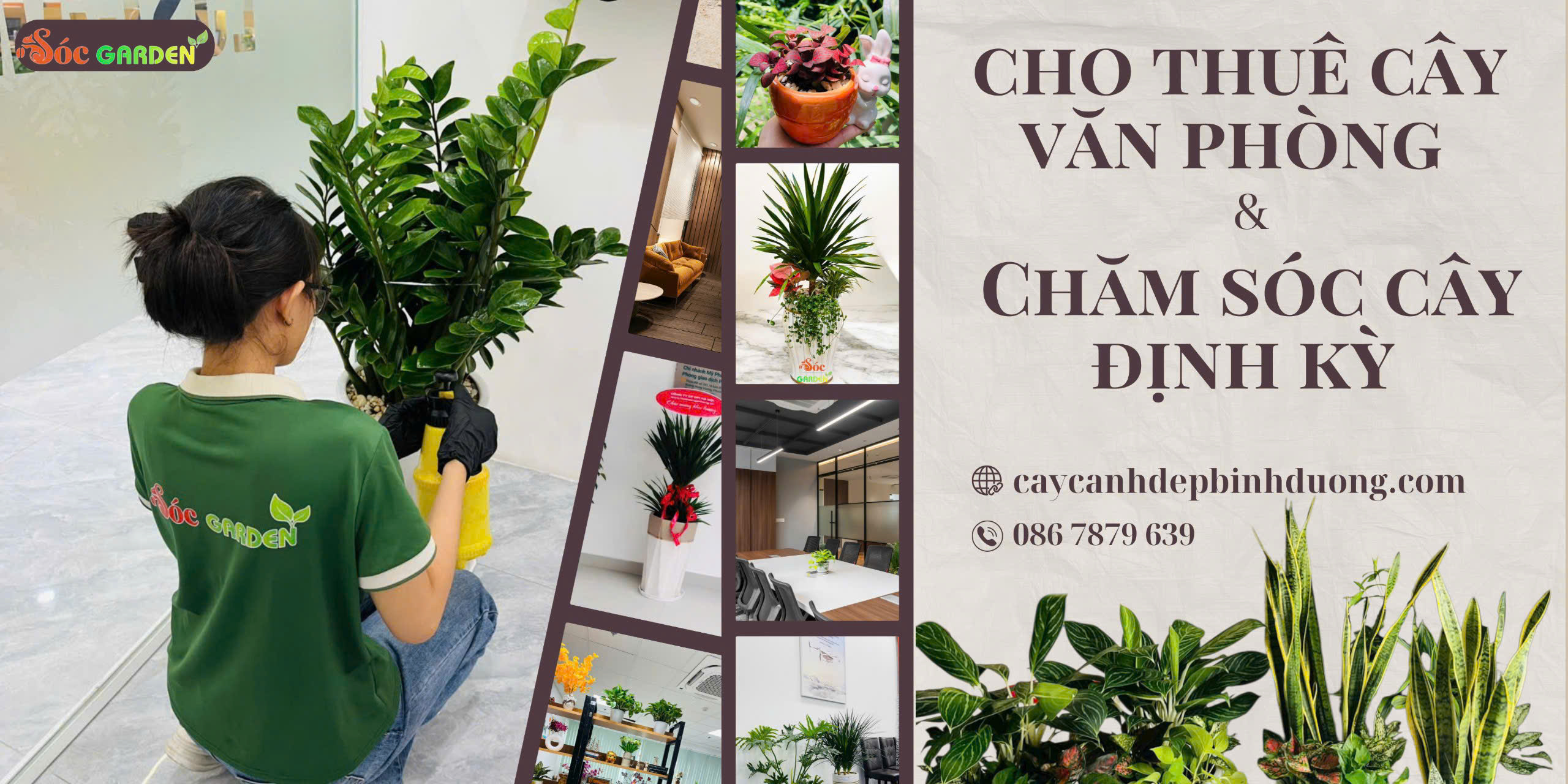 Dịch vụ cho thuê cây văn phòng