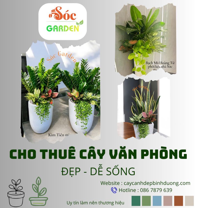 Cho thuê cây văn phòng đẹp giá tốt