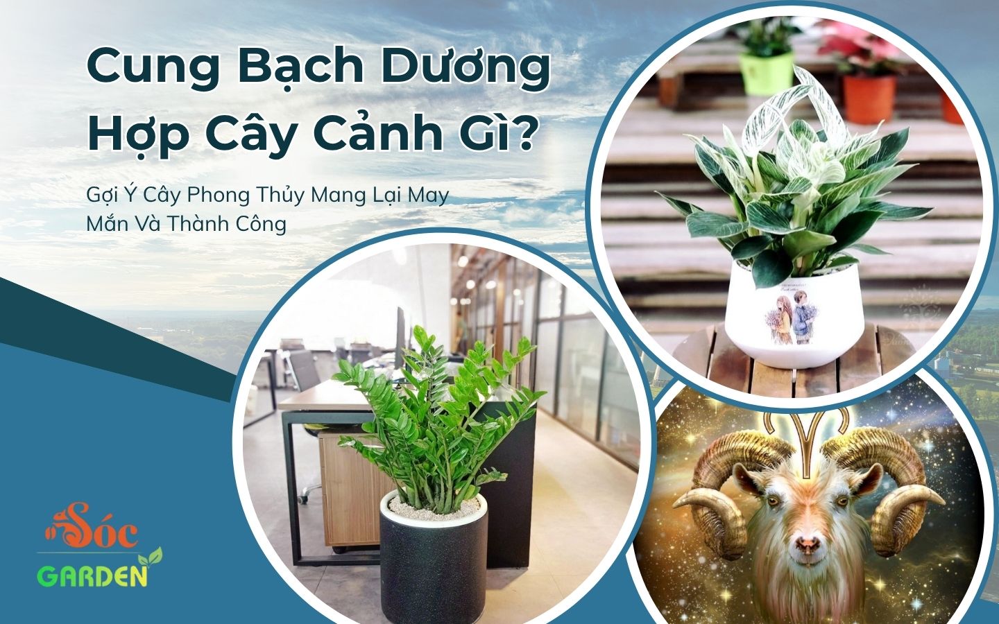 Cung Bạch Dương Hợp Cây Cảnh Gì? 