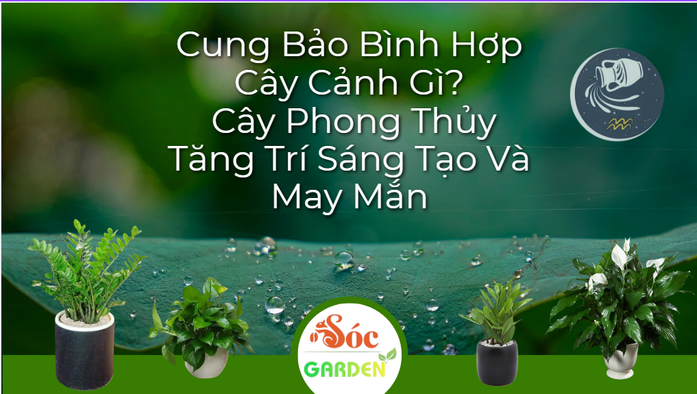 Cung Bảo Bình Hợp Cây Cảnh Gì?