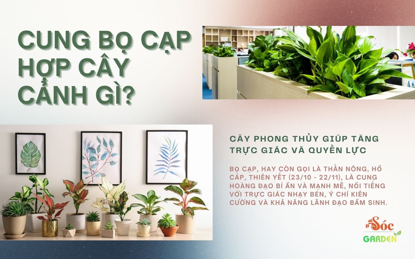 Cung Bọ Cạp Hợp Cây Cảnh Gì? 