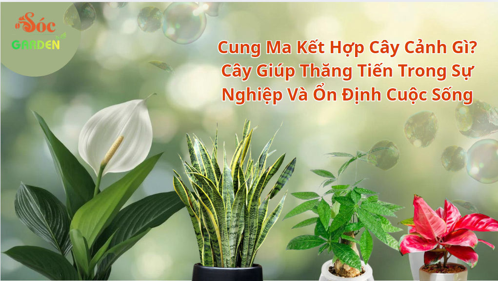 Cung Ma Kết Hợp Cây Cảnh Gì? 