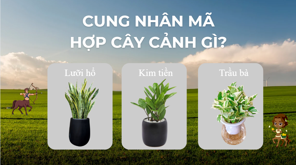 Cung Nhân Mã Hợp Cây Cảnh Gì? 