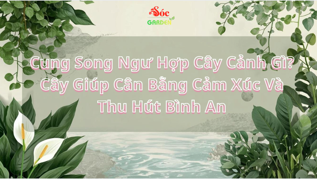Cung Song Ngư Hợp Cây Cảnh Gì? 
