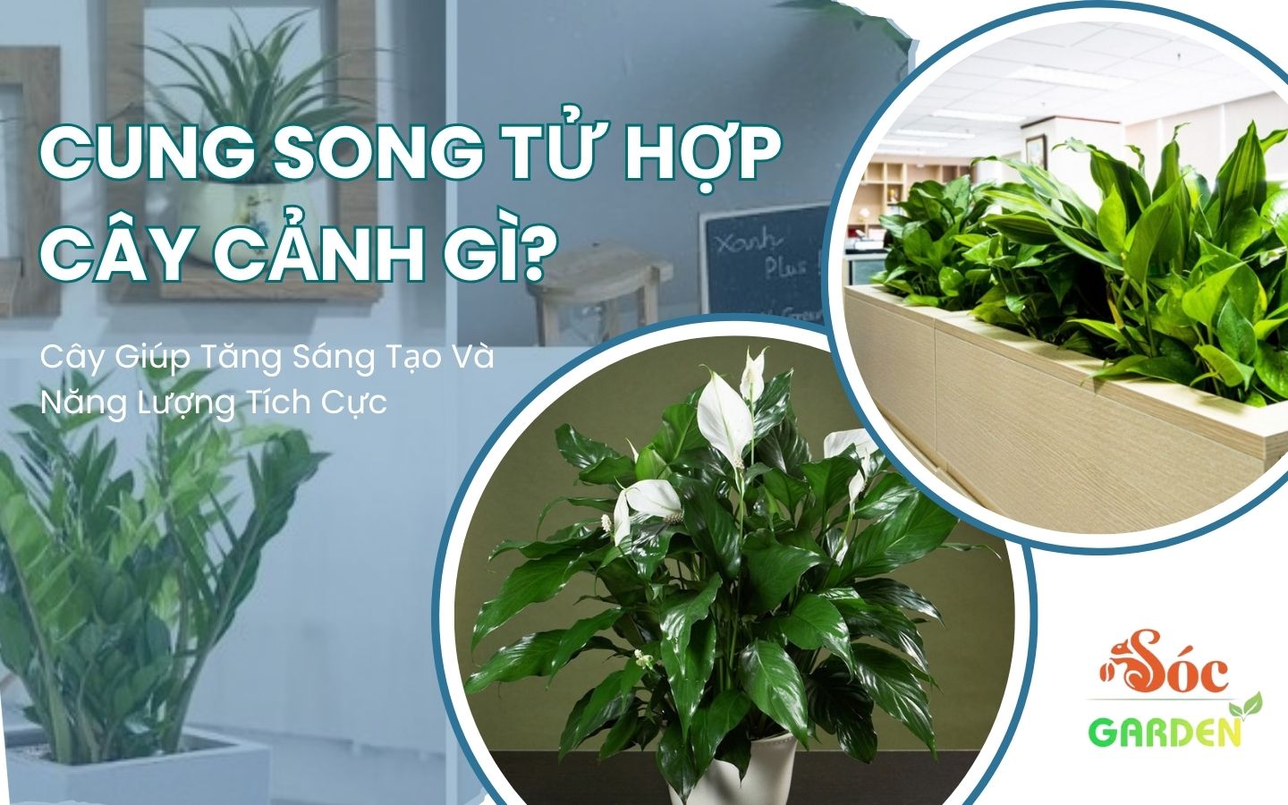 Cung Song Tử Hợp Cây Cảnh Gì? 