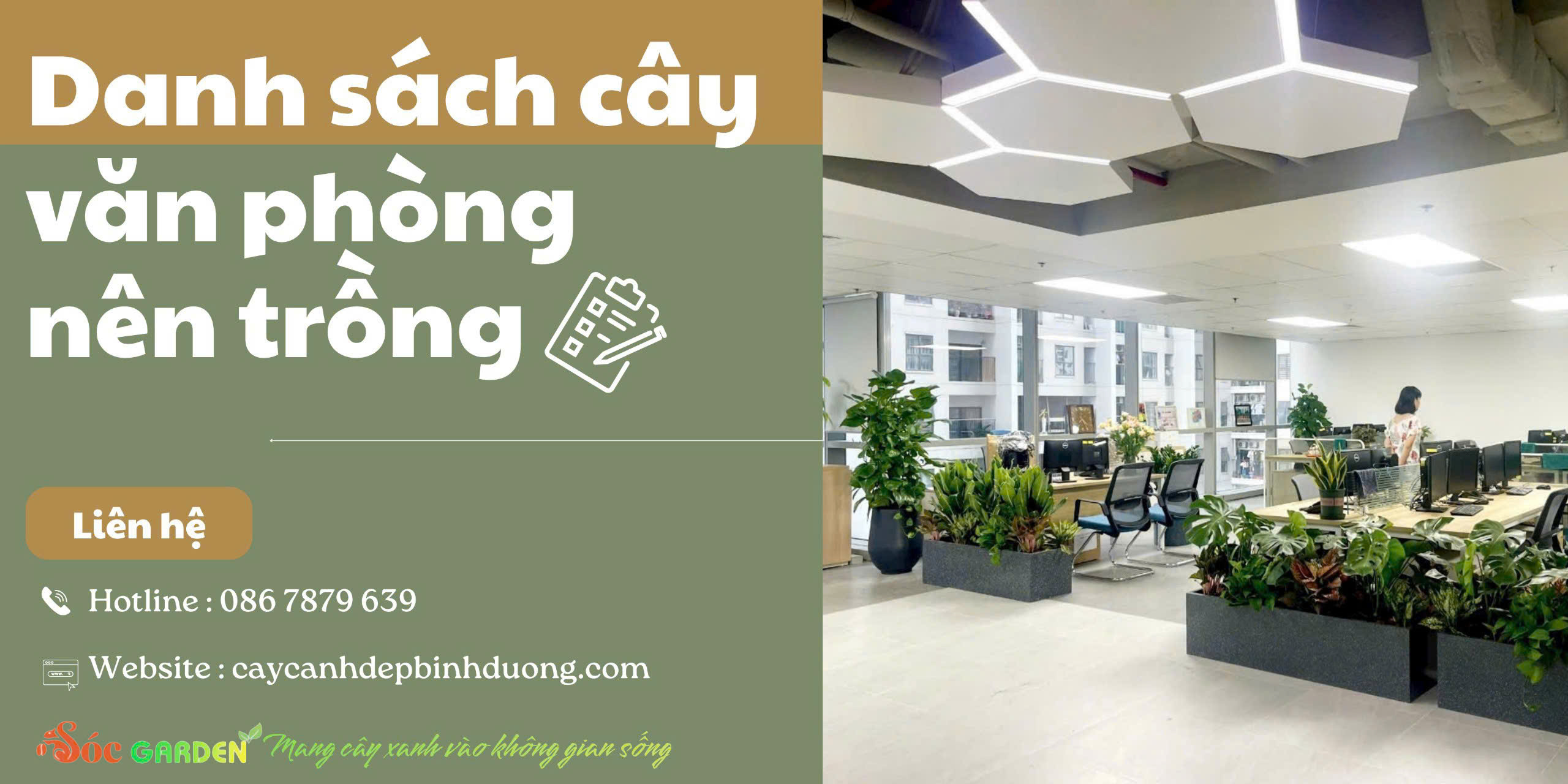 Danh sách cây văn phòng nên trồng