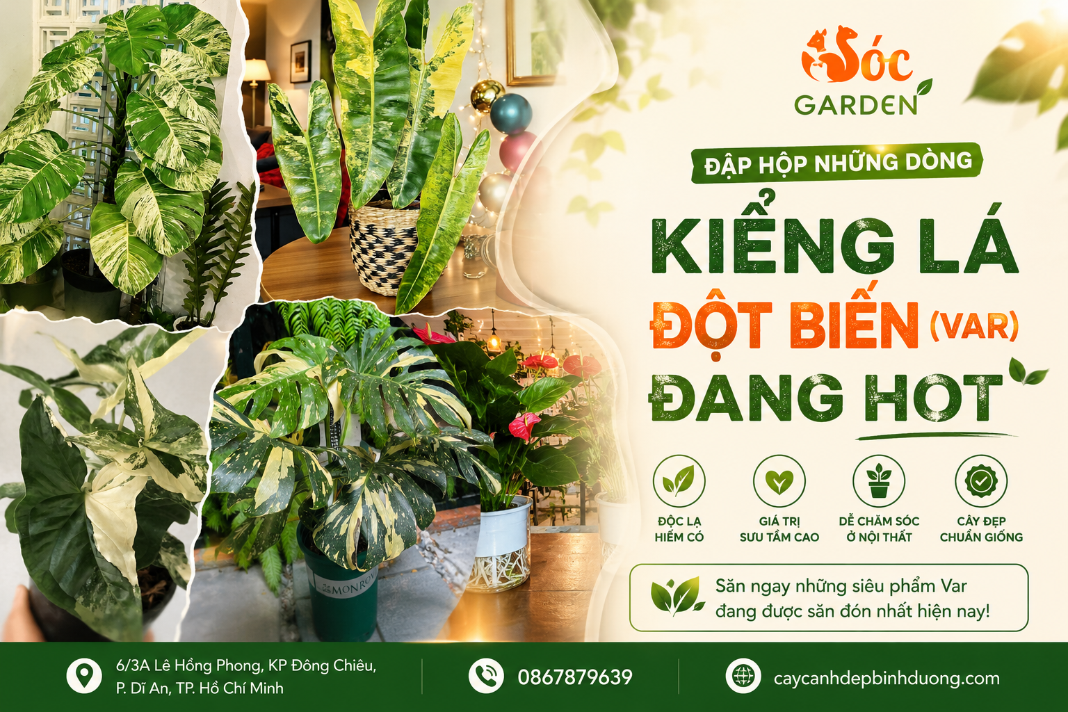 Đập hộp những dòng kiểng lá đột biến Var đang hot