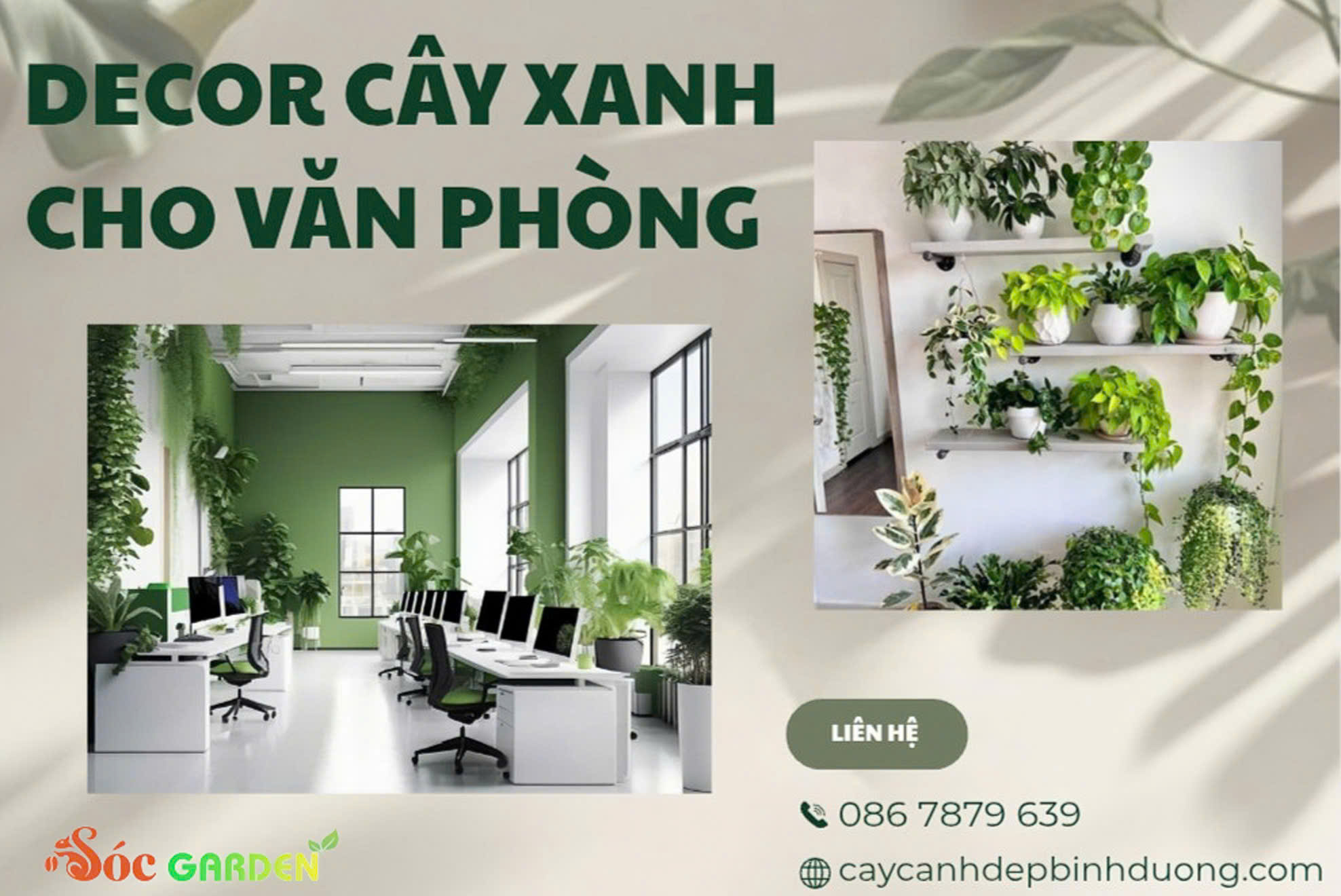 Decor cây xanh cho văn phòng