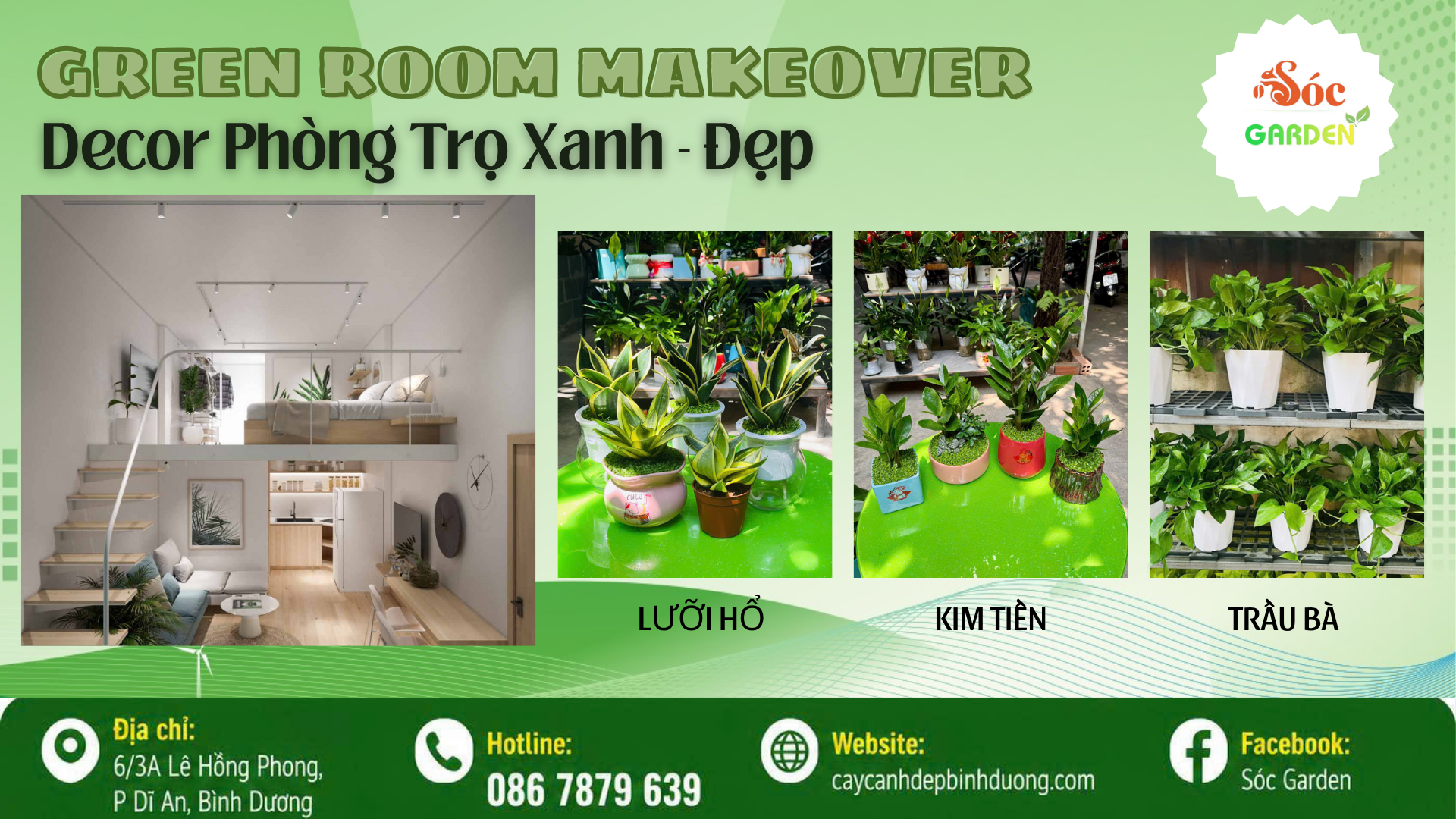 Green Room Makeover : 3 Chậu Cây Cho Phòng Trọ