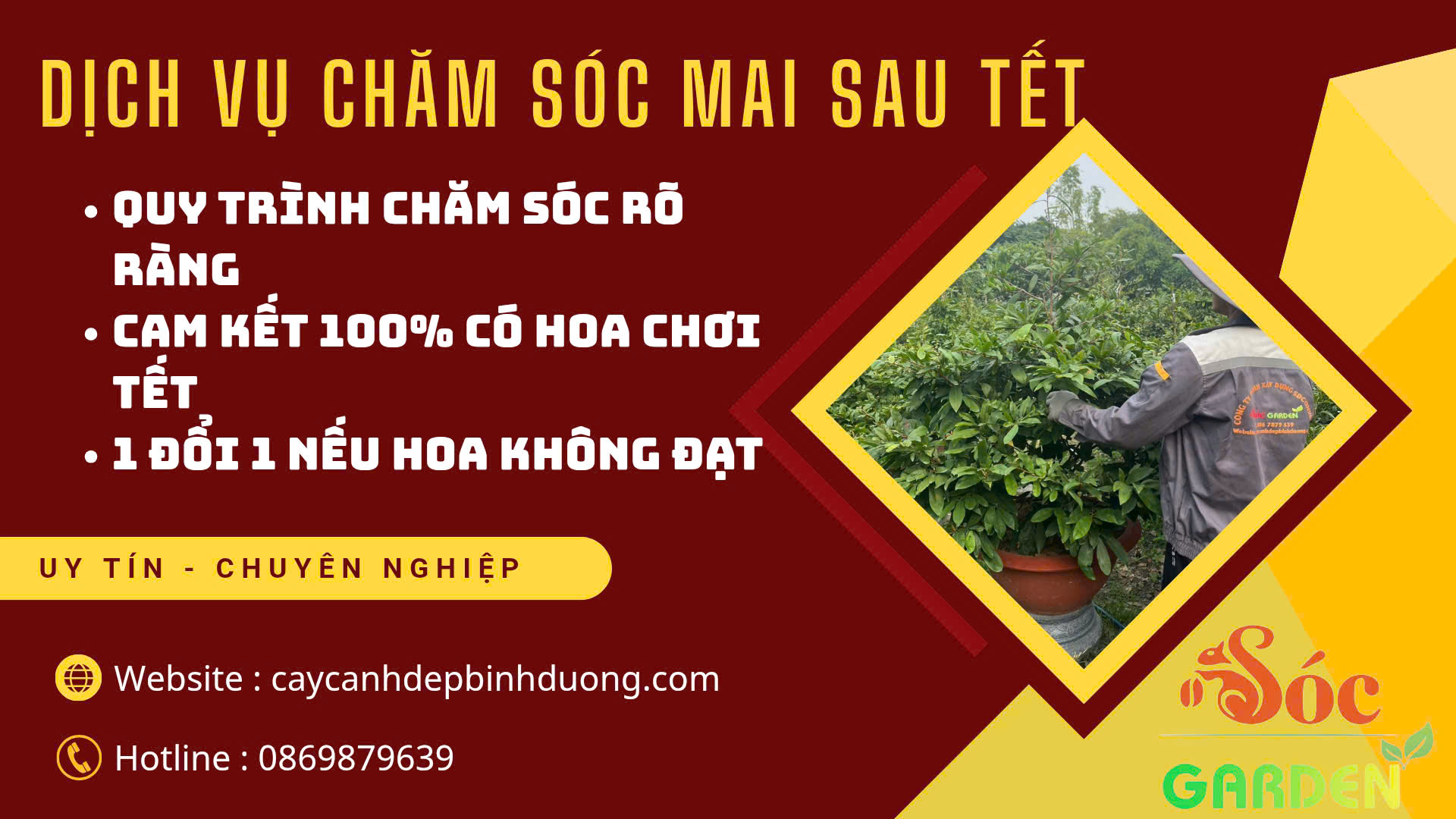 Cho thuê mai Tết và Chăm sóc Mai
