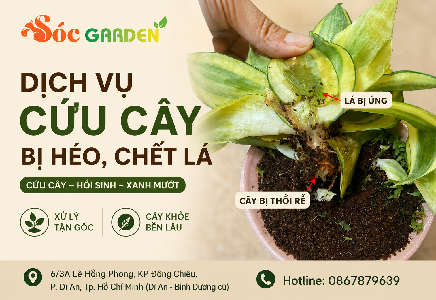 Dịch vụ cứu cây cảnh bị héo, chết lá và úng rễ
