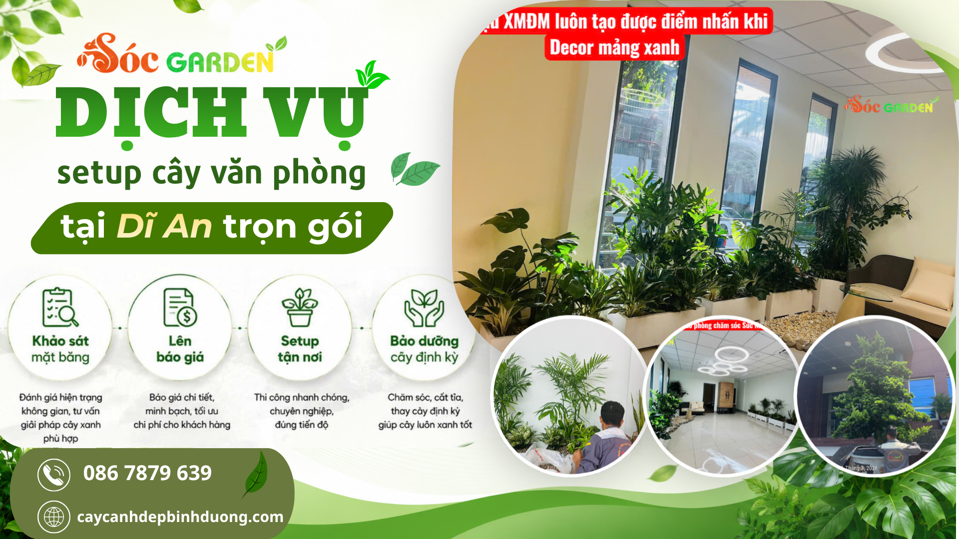 Dịch vụ setup cây văn phòng tại Dĩ An trọn gói