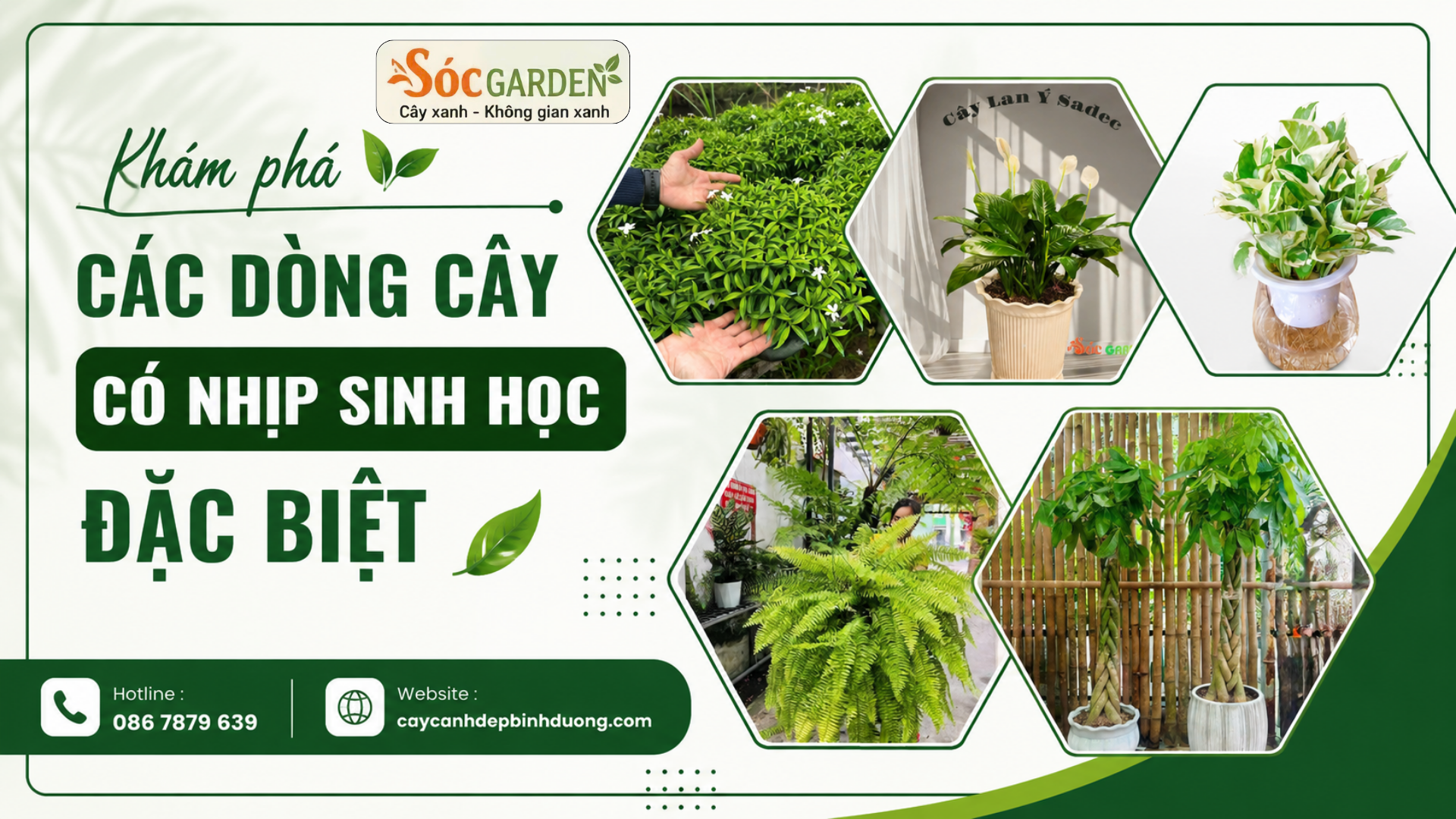Khám phá các dòng cây có nhịp sinh học đặc biệt
