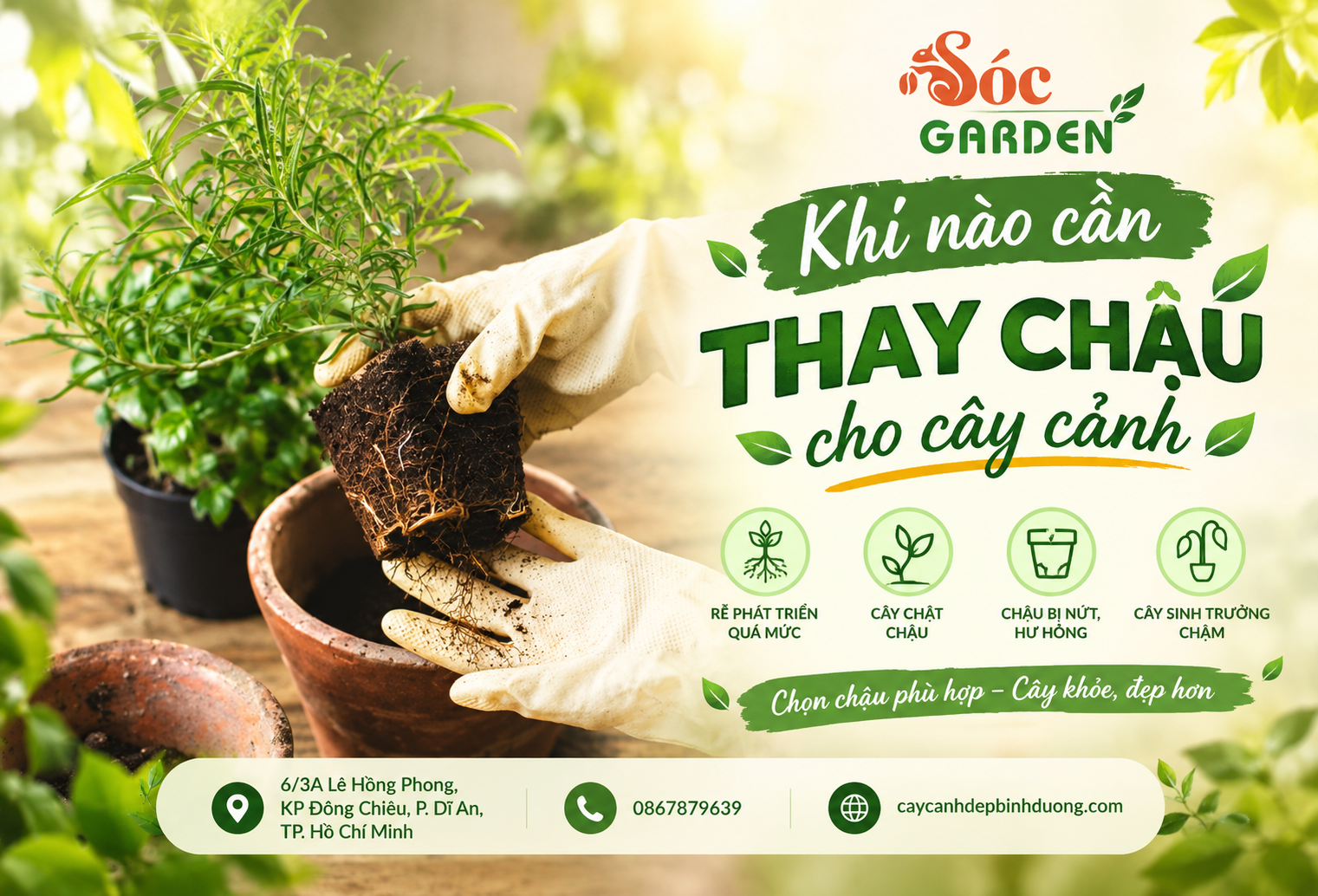 Khi nào cần thay chậu cho cây cảnh