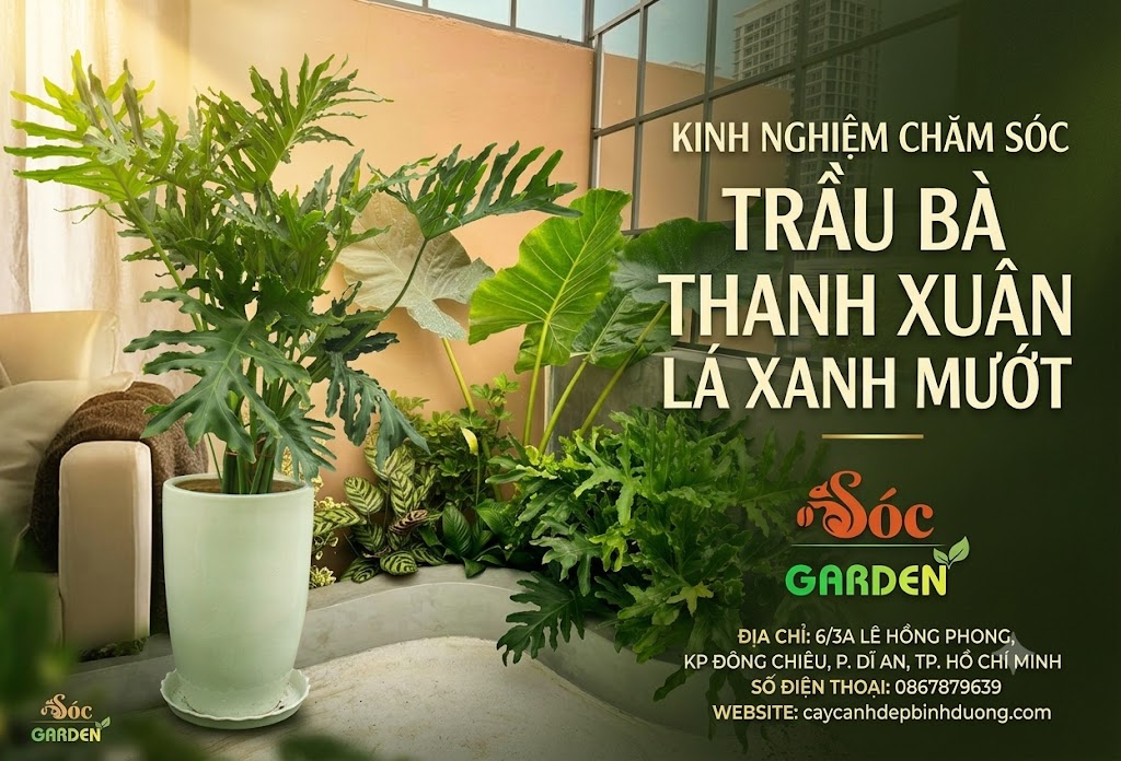 Kinh nghiệm chăm sóc cây Trầu Bà Thanh Xuân lá xanh mướt